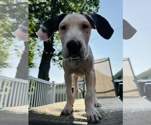 Medium Photo #1 Mutt Puppy For Sale in Woodbury, NY, USA