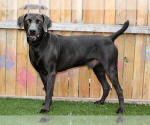 Weimaraner Dogs for adoption in West Valley, UT, USA