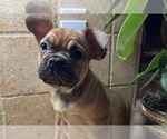 Small #6 American Bullnese-French Bulldog Mix