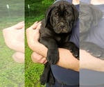 Small Photo #6 Bullmastiff-Cane Corso Mix Puppy For Sale in BLACKWELL, MO, USA