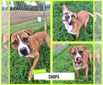 Small #1 American Staffordshire Terrier-Boxer Mix