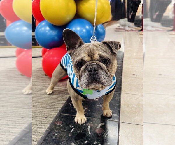Medium Photo #3 French Bulldog Puppy For Sale in Marina Del Rey, CA, USA