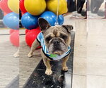 Small #2 French Bulldog