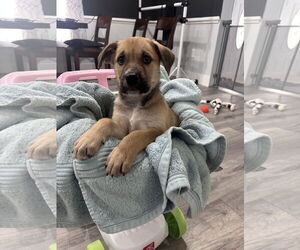 Medium Mutt