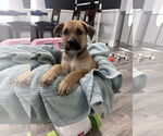 Small Mutt