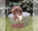 Small #1 Shih Tzu