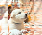 Small Photo #5 Gerberian Shepsky Puppy For Sale in Severn, MD, USA
