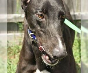 Greyhound Dogs for adoption in Grandville, MI, USA