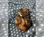 Small Photo #174 Belgian Malinois Puppy For Sale in REESEVILLE, WI, USA