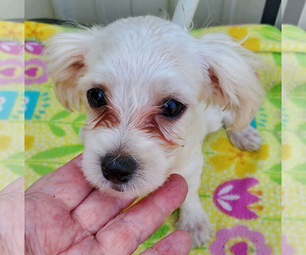 Medium Photo #4 Maltese Puppy For Sale in Mountain View, MO, USA