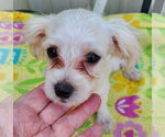 Small #3 Maltese