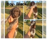 Puppy Male Black German Shorthaired Pointer