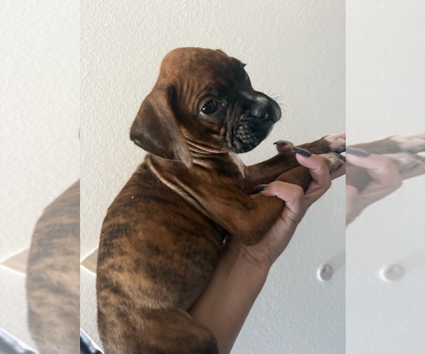 Medium Photo #2 Boxer Puppy For Sale in MORENO VALLEY, CA, USA