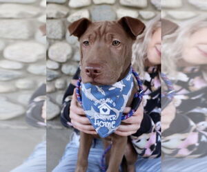 Archie - Male Labrador Retriever-Unknown Mix Dog for Adoption - Photo #14