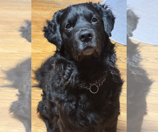Medium Photo #5 Chesapeake Bay Retriever-Golden Retriever Mix Puppy For Sale in Anchorage, AK, USA