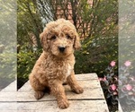 Small #1 Cockapoo (Toy)