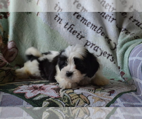 Medium Photo #13 Zuchon Puppy For Sale in GREENWOOD, WI, USA