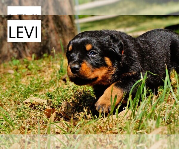 Medium Photo #1 Rottweiler Puppy For Sale in DENTON, TX, USA