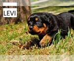 Small Photo #1 Rottweiler Puppy For Sale in DENTON, TX, USA