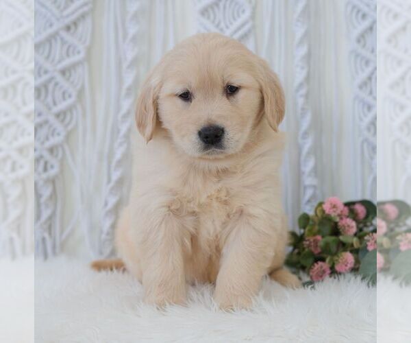 Medium Photo #1 Golden Retriever Puppy For Sale in NEWPORT, PA, USA