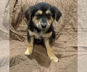 Mutt Dogs for adoption in Mundelein, IL, USA