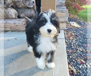 Bernedoodle (Miniature) Puppy for sale in FRANKLIN, IN, USA