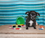 Small Photo #14 Chihuahua Puppy For Sale in CHARLESTON, AR, USA