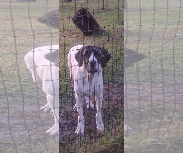 Medium Photo #1 Brazilian Mastiff Puppy For Sale in Jasper, AL, USA