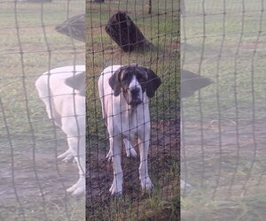 Brazilian Mastiff Dogs for adoption in Jasper, AL, USA