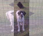 Small Brazilian Mastiff