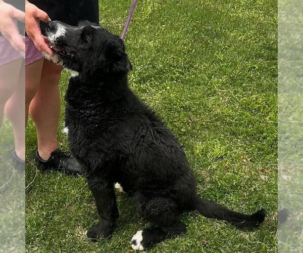 Medium Photo #2 Bearded Collie-Unknown Mix Puppy For Sale in Yardley, PA, USA