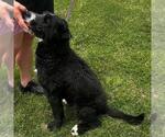 Small #1 Bearded Collie Mix