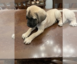 Mastiff Puppy for sale in STEWART, MS, USA