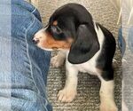 Small #2 Dachshund