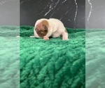 Small Photo #65 Boston Terrier Puppy For Sale in TULARE, CA, USA