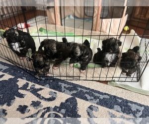 Pomeranian-ShihPoo Mix Litter for sale in MORRISON, CO, USA