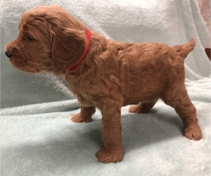 Goldendoodle Puppy for sale in SWEETWATER, TX, USA