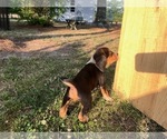 Small #11 Bluetick Beagle