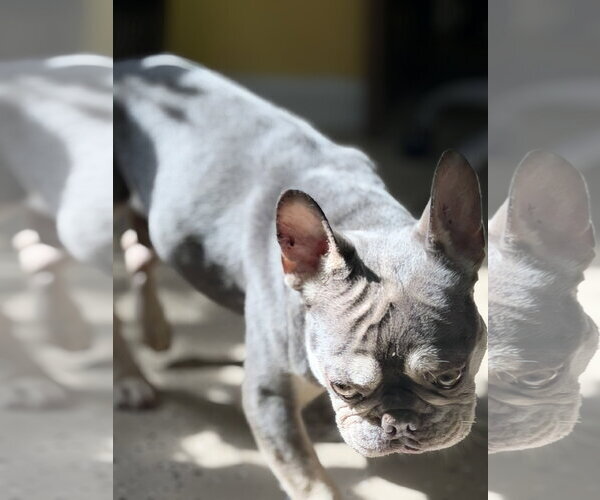 Medium Photo #3 French Bulldog Puppy For Sale in York, SC, USA