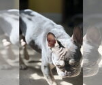 Small #2 French Bulldog