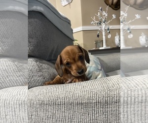 Dachshund Puppy for sale in HOBBSVILLE, NC, USA