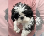 Small Photo #1 Shih Tzu Puppy For Sale in SILEX, MO, USA