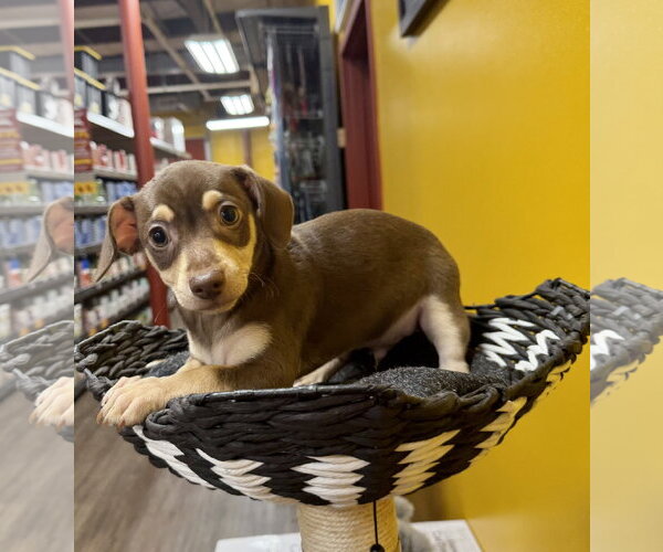 Medium Photo #3 Chihuahua-Unknown Mix Puppy For Sale in Munford, TN, USA