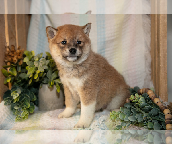 Medium Photo #3 Shiba Inu Puppy For Sale in TOPEKA, IN, USA