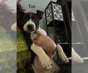 American Staffordshire Terrier-Unknown Mix Dogs for adoption in NEWPORT NH, NH, USA
