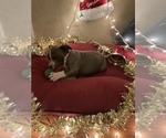 Small Photo #16 American Bully Puppy For Sale in LUBBOCK, TX, USA