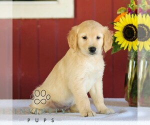 Golden Retriever Puppy for sale in MANHEIM, PA, USA