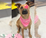 Small Photo #2 Mutt Puppy For Sale in Stockton, CA, USA