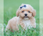 Puppy Bronx Maltipoo (Miniature)