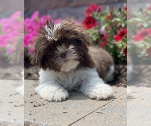 Shih Tzu Dog for Adoption in CANOGA, New York USA